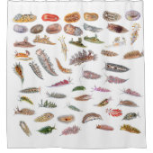 Seeschnecken von Großbritannien Duschvorhang (Vorderseite)