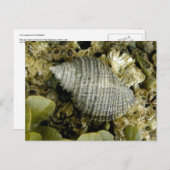 Seeschngel, Insel Unalaska Postkarte (Vorne/Hinten)