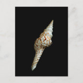 Seeschnitt Postkarte (Vorderseite)