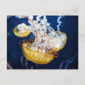 Seeschwalbe (Chrysaora fuscescens) Postkarte (Vorderseite)