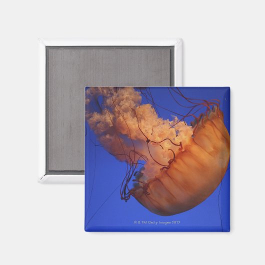 Seeschwalbe Magnet (Vorderseite/Rückseite)