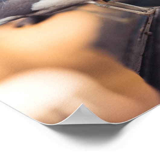 Seeschwalbe Poster (Ecke)