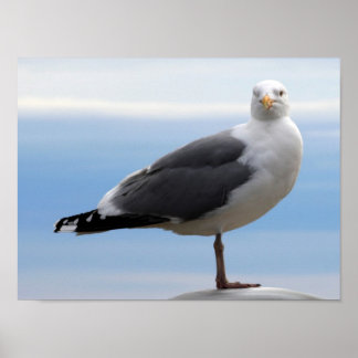 Seeschwalbe Poster