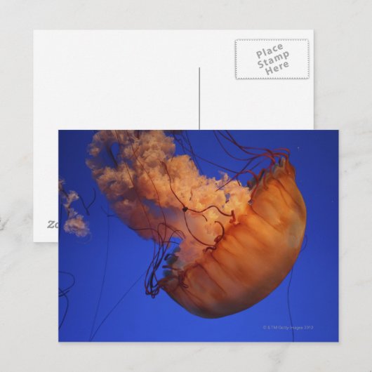 Seeschwalbe Postkarte (Vorne/Hinten)