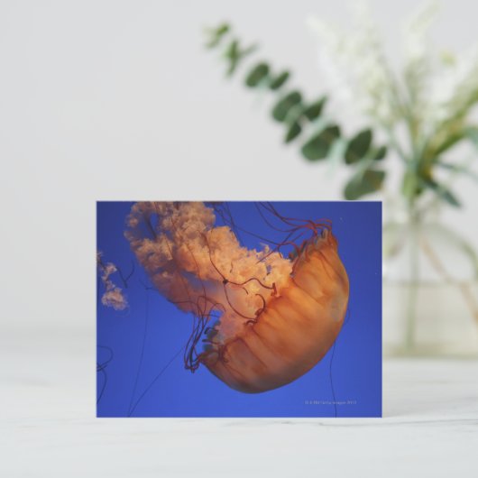 Seeschwalbe Postkarte (Stehend Vorderseite)