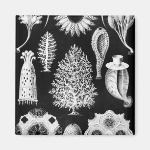 Seeschwamm-Creme auf Schwarzem Magnet