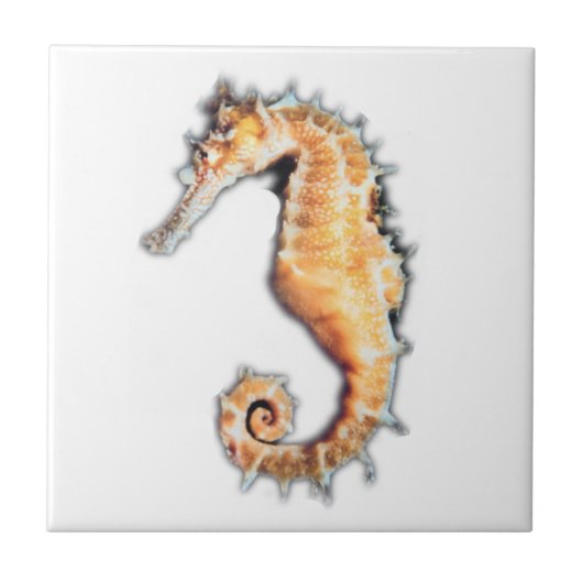 Seespferdellgrössen (2) fliese (Vorderseite)