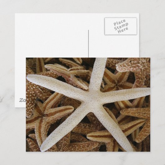 Seestars Postkarte (Vorne/Hinten)