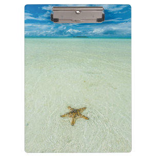 Seestern im flachen Wasser, Palau Klemmbrett
