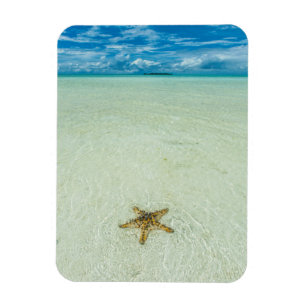 Seestern im flachen Wasser, Palau Magnet