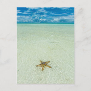 Seestern in flachem Wasser, Palau Postkarte