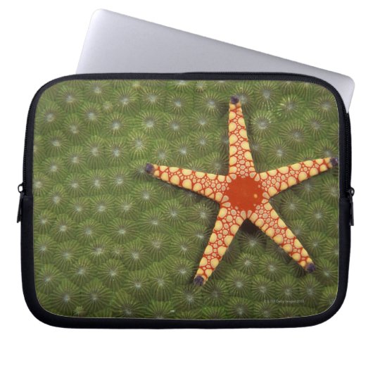 Seestern Laptopschutzhülle (Vorderseite)