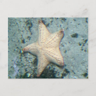 Seestern Meeresboden Ozean Still Postkarte