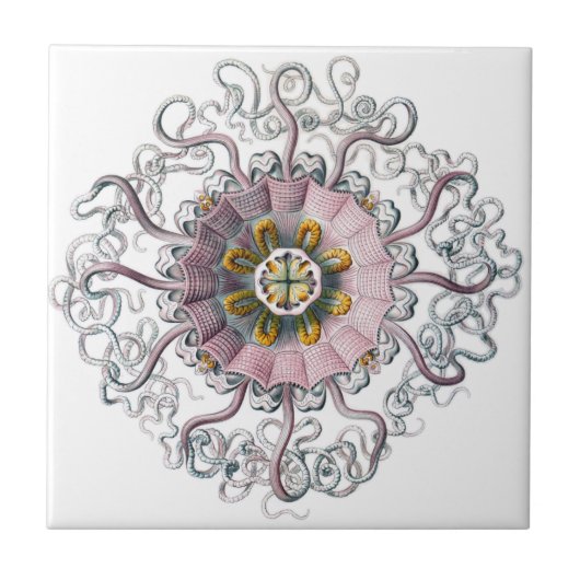 Seestern Pink Fliese (Vorderseite)