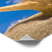 Seestern Poster (Ecke)