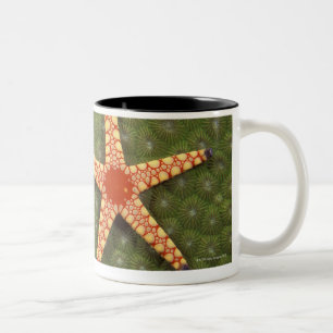 Seestern-Reinigungsriffe durch das Essen der Algen Zweifarbige Tasse