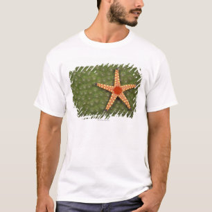 Seestern T-Shirt