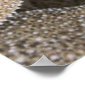 Seestern überall poster (Ecke)