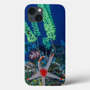 Seestern und Seescheide Case-Mate iPhone Hülle