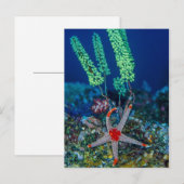 Seestern und Seescheide Postkarte (Vorne/Hinten)