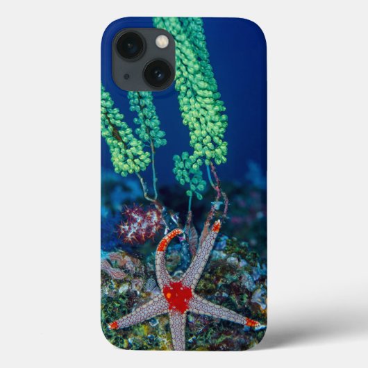 Seestern und Tunikat Case-Mate iPhone Hülle (Rückseite)
