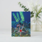 Seestern und Tunikat Postkarte (Stehend Vorderseite)