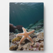 Seesterne in der Tiefsee Fotoplatte (Vorderseite)