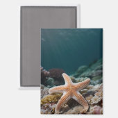 Seesterne in der Tiefsee Magnet (Vorderseite/Rückseite)