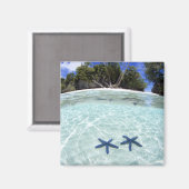 Seesterne, Rock Islands, Palau 2 Magnet (Vorderseite/Rückseite)