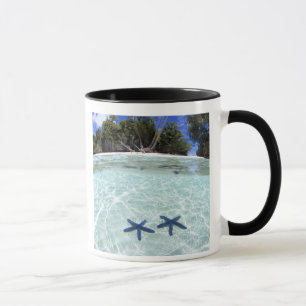 Seesterne, Rock Islands, Palau 2 Tasse
