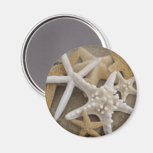 Seesterne (Seesterne) Magnet (Vorderseite/Rückseite)