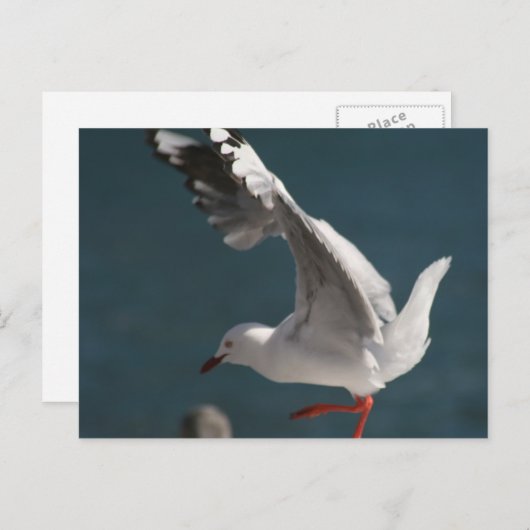 Seetanz Postkarte (Vorne/Hinten)