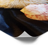 Seeteufel Muscheln Meereswelt Strand noch Leben Fo Poster (Ecke)