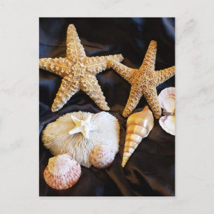 Seeteufel Muscheln Meereswelt Strand noch Leben Fo Postkarte