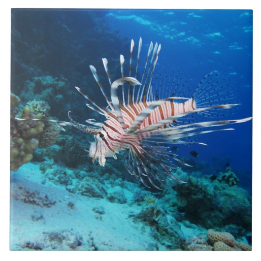 Seeteufel oder Seemeilen, Seefische der Ocean Reef Fliese (Vorderseite)