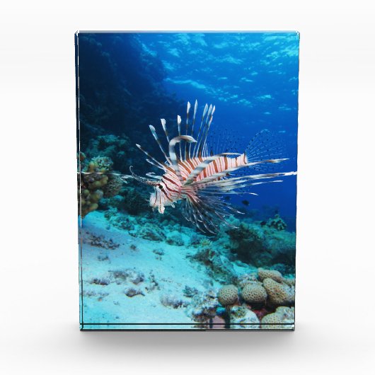Seeteufel oder Seemeilen, Seefische der Ocean Reef Fotoblock (Vorderseite)
