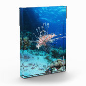 Seeteufel oder Seemeilen, Seefische der Ocean Reef Fotoblock (Links)