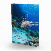 Seeteufel oder Seemeilen, Seefische der Ocean Reef Fotoblock (Rechts)