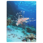 Seeteufel oder Seemeilen, Seefische der Ocean Reef Klemmbrett (Rückseite)