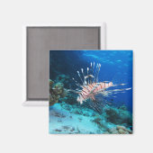 Seeteufel oder Seemeilen, Seefische der Ocean Reef Magnet (Vorderseite/Rückseite)