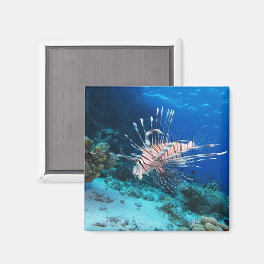 Seeteufel oder Seemeilen, Seefische der Ocean Reef Magnet (Vorderseite/Rückseite)