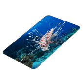 Seeteufel oder Seemeilen, Seefische der Ocean Reef Magnet (Linke Seite)