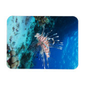 Seeteufel oder Seemeilen, Seefische der Ocean Reef Magnet (Horizontal)