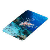 Seeteufel oder Seemeilen, Seefische der Ocean Reef Magnet (Linke Seite)