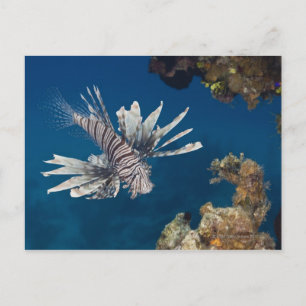 Seeteufel (Pterois volitans), die überschwimmen Postkarte