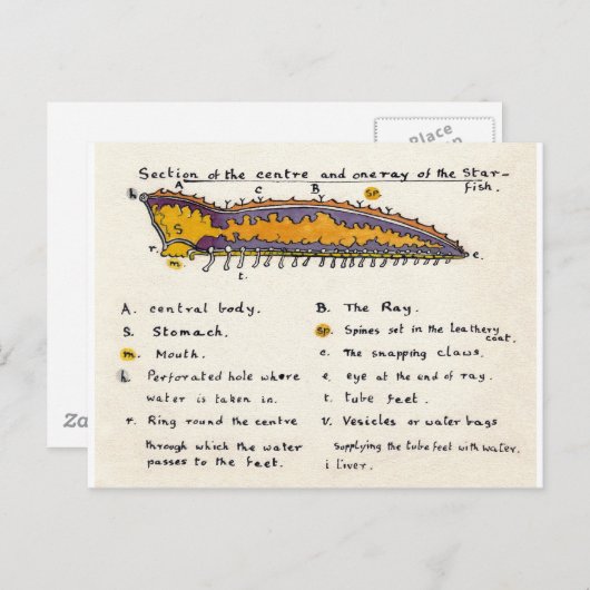 Seeteufel querschnitt postkarte (Vorne/Hinten)
