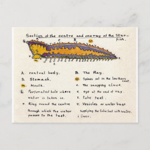 Seeteufel querschnitt postkarte