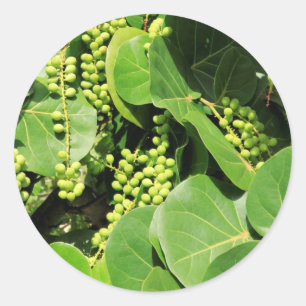 Seetrauben-Blätter und Beeren Runder Aufkleber