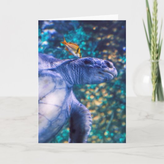 SEETURTLE MANICY KARTE (Vorderseite)