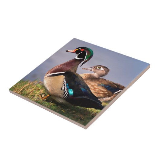 Seeufer, Holzente Fliese (Seite)